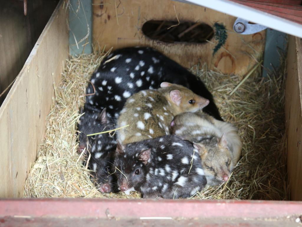 The successful conservation translocation saw 24 eastern quolls released into the wild The Quoin in the Midlands. 3 March Picture: Elise Kaine