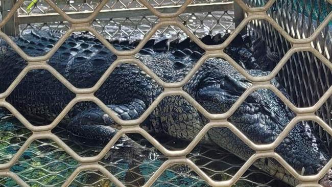 A 3.5m saltwater crocodile was caught at Wangi Falls. Picture: Supplied