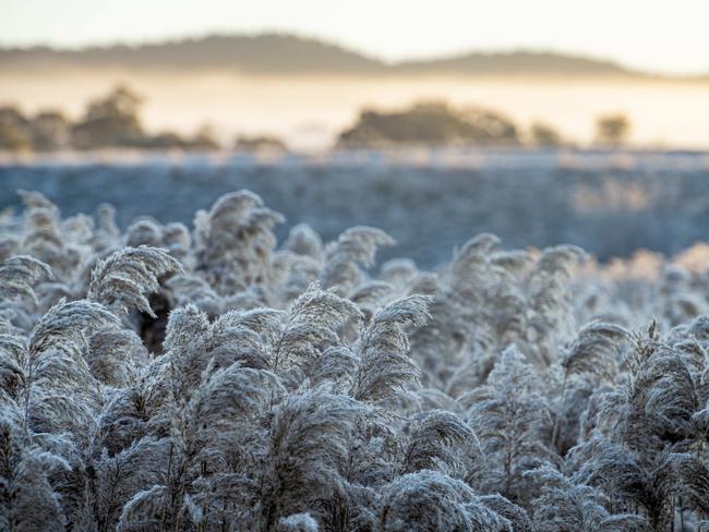 NEWS: Frost. Frosty morning in LancefieldPICTURED: Frost. Frosty morning in LancefieldPicture: Zoe Phillips