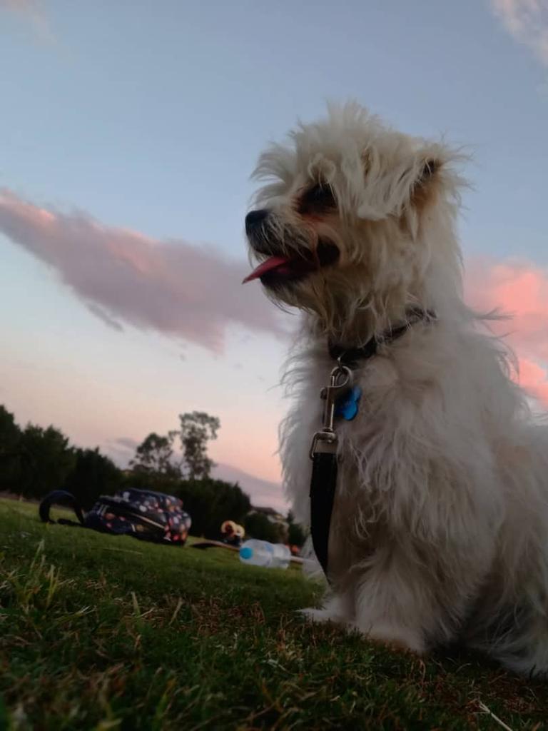 Here is a picture of Coco, a Maltese cross puppy, on his first adventure at Springfield Lakes, watching a beautiful sunset. Picture: Shantelle Randall