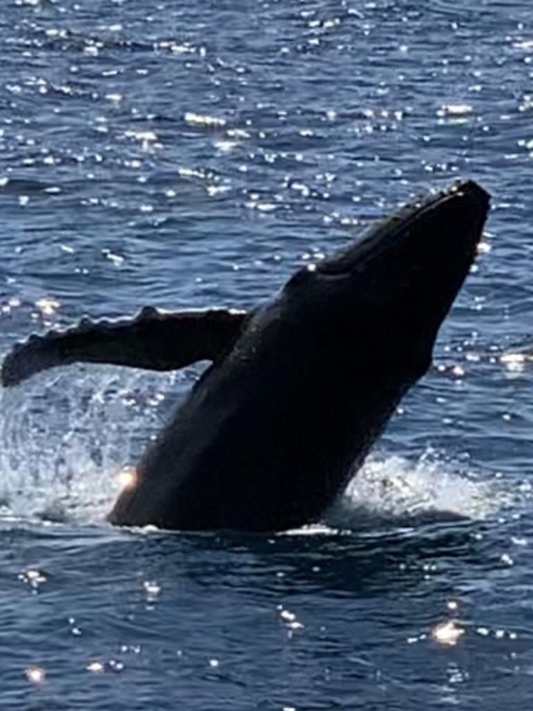 Baby whale breaching in Whitsunday waters near Nicholson Island. Photo: Janessa Ekert