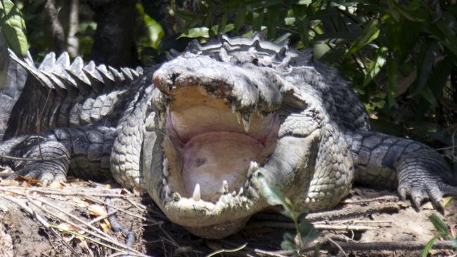 A Department of Environment and Science spokeswoman said the man spotted the crocodile’s eyes shine in the evening light and moved his boat closer.