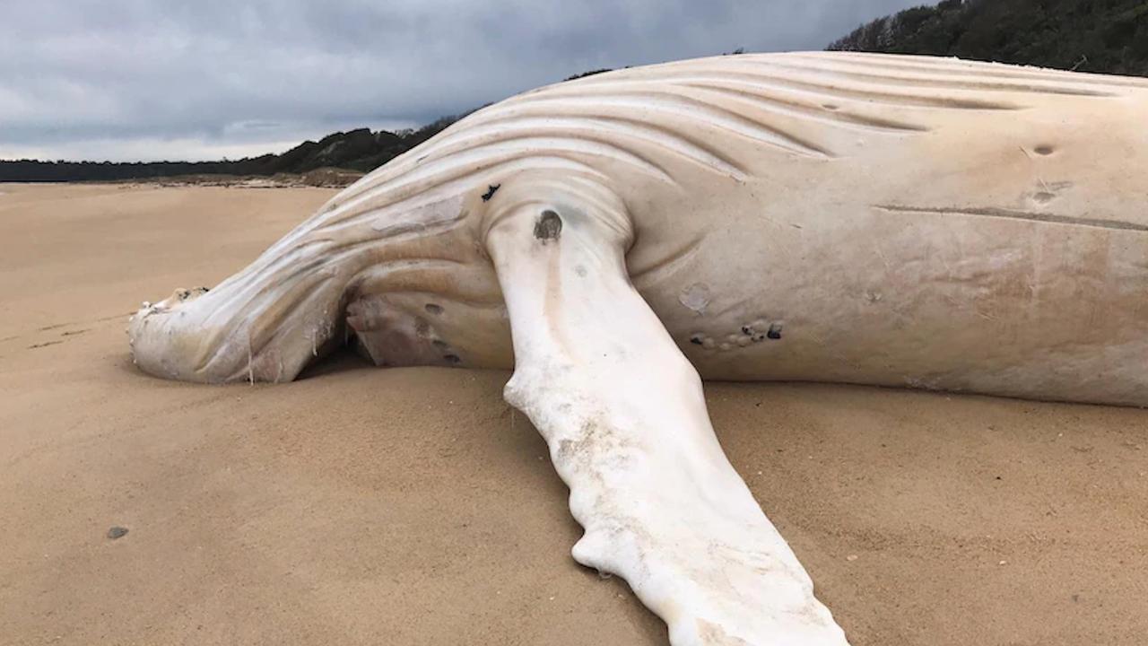 A white whale has washed up on a beach in far-east Victoria, prompting questions about whether it might be the well-known white whale, Migaloo. Picture: Peter Coles