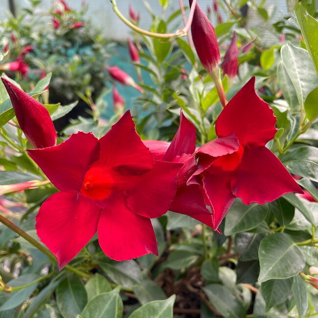 Mandevilla ‘Burgundy’