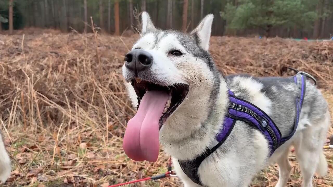 British Husky Championship held in the mud of North England