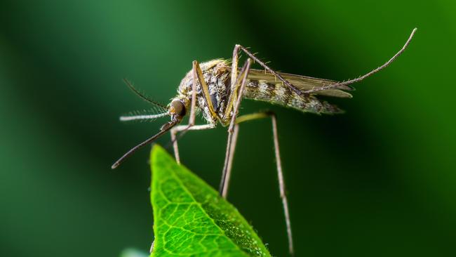 Cases of some mosquito-borne diseases are on the rise in Greater Geelong. Picture: istock