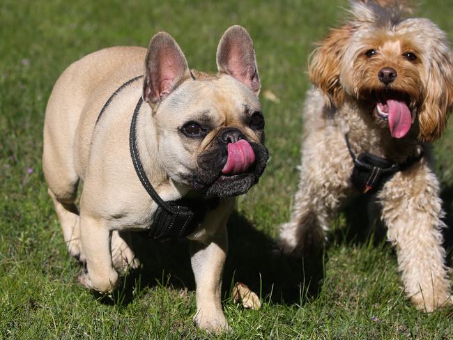 SYDNEY, AUSTRALIA : Newswire Photos AUGUST 29 2023: A general view of a cute pug puppy is seen with his furry pal, walking with their group of Dog walkers through Centennial park in Sydney. Picture: NCA Newswire/ Gaye Gerard