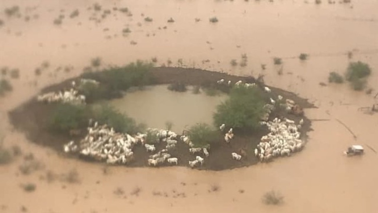 Helicopters Drop Hay Bales to Hungry Cattle Stranded by Queensland Floods