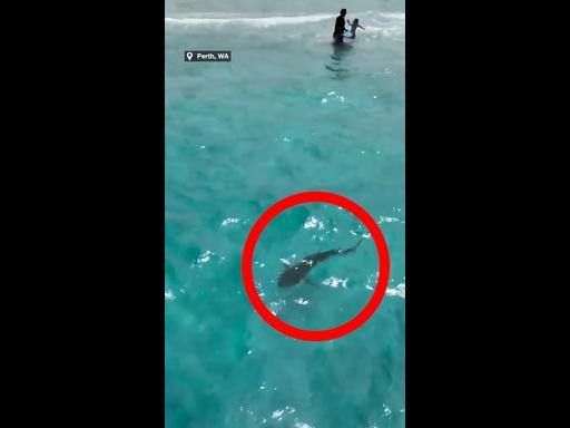 Shark spotted lurking near swimmers at Perth beach