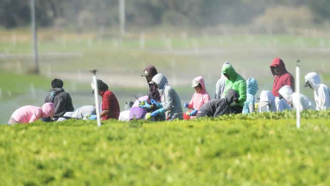 Job’s on: Illegal overseas workers could be offered visas under the amnesty proposal put forward by the Victorian Farmers Federation Horticulture Policy Council.