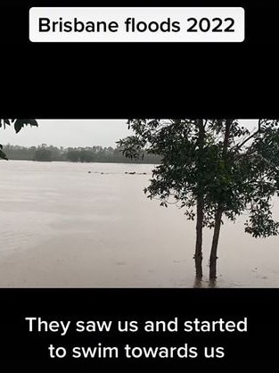 A video emerged of cows swimming through floodwaters. Picture: TikTok @avocardo01