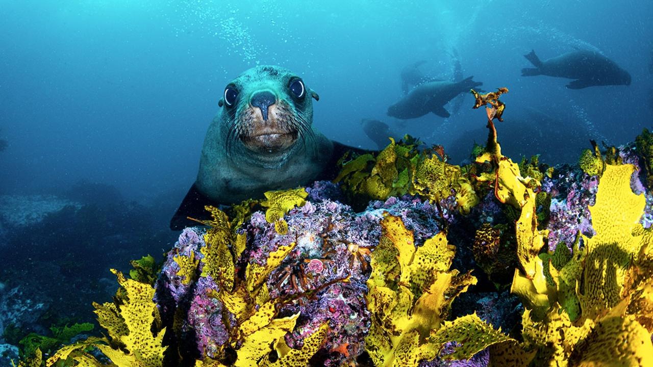 A curious and playful fur seal smiles for the camera in the crystal clear water of Jervis Bay.