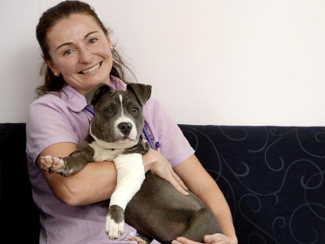Staffordshire bull terrier pup saved by Avoca Drive vets after cruel kick  breaks paw | Daily Telegraph