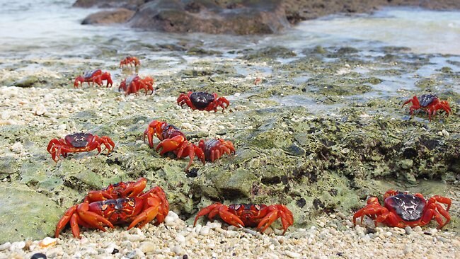 Weather threatening Christmas Island red crabs | news.com.au