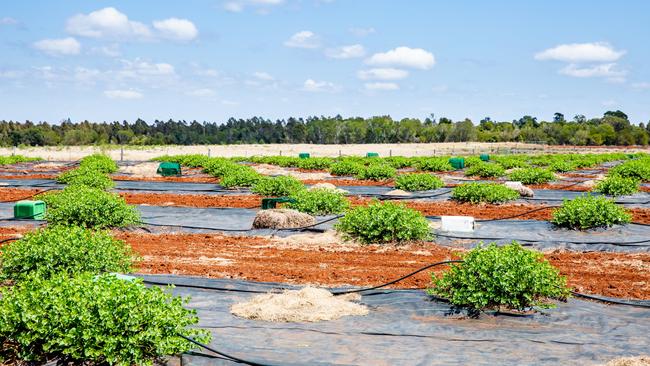 Polypipe provides gravity fed irrigation from tanks — from bore water — to young caper plants. Pictures: Nancy Jayde Photography