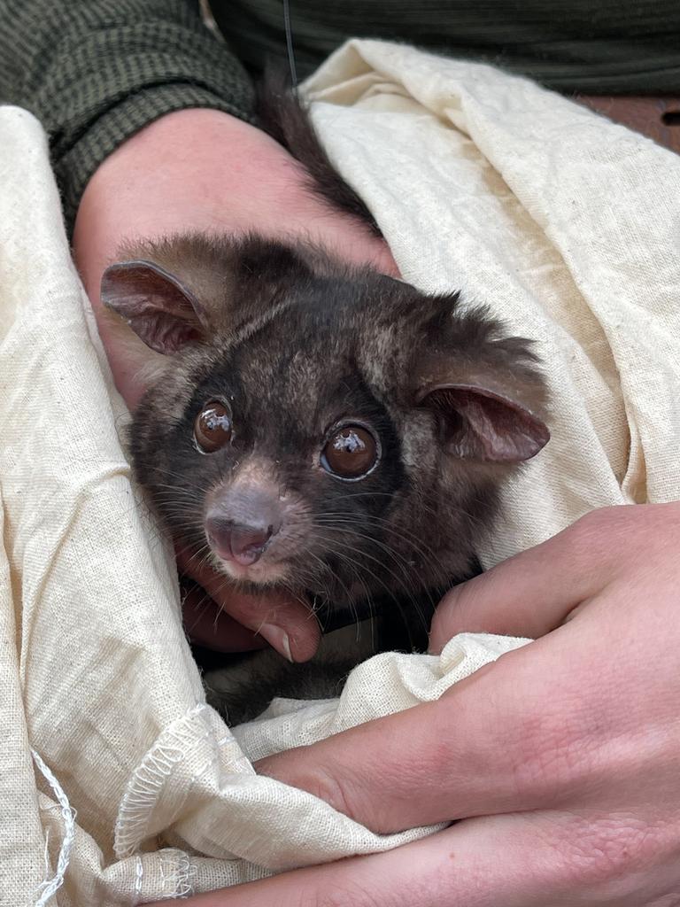 Over the past 20 years, the population of greater gliders has fallen by a whopping 80 per cent. Picture: Vivianna Miritis / WWF-Australia