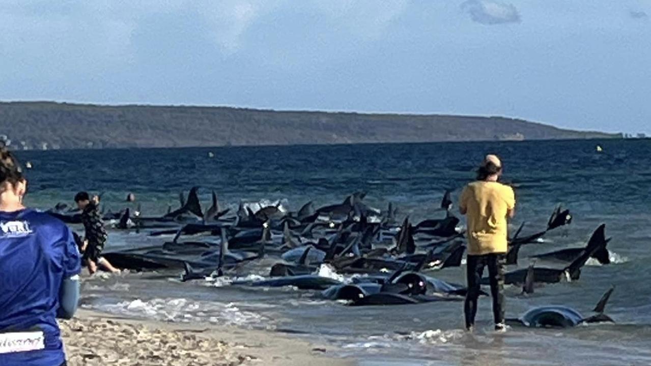 Experienced staff from the Department of Biodiversity, Conservation and Attraction and the Perth Zoo are on their way to the stranded whales to help with the rescue effort. Picture: Facebook