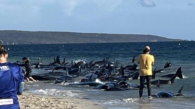 Experienced staff from the Department of Biodiversity, Conservation and Attraction and the Perth Zoo are on their way to the stranded whales to help with the rescue effort. Picture: Facebook