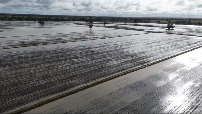 Rice grower John Bradford's fields became lakes after 260mm of rain in October.