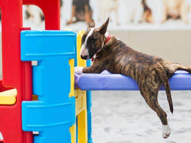 Hanging around at doggy day care. Picture: Justice Cameron