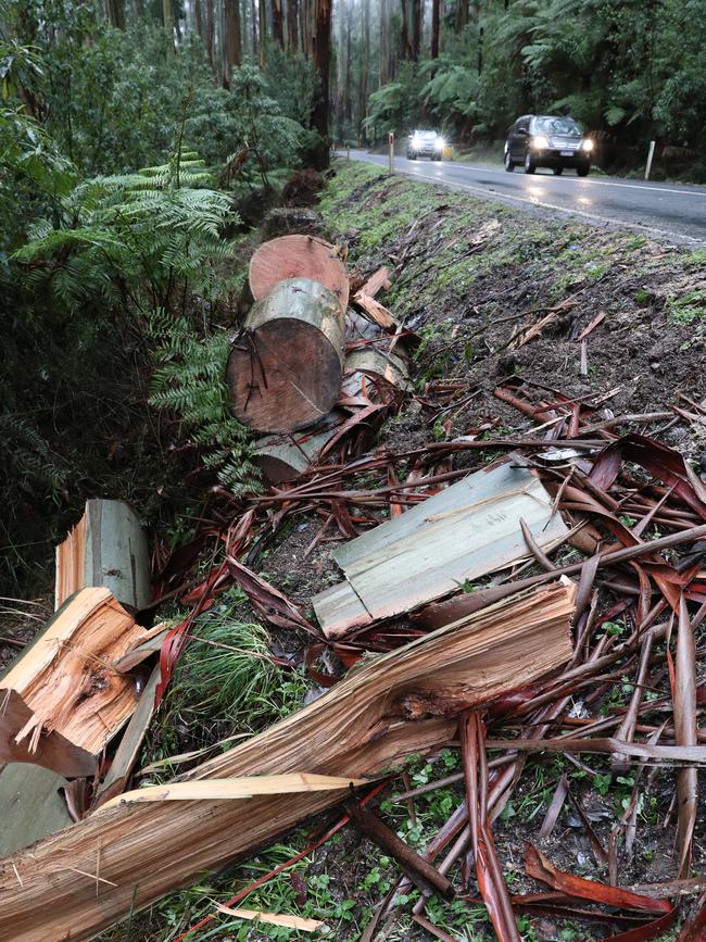 A woman was killed when this tree fell on a moving car in a freak accident. Picture: David Crosling