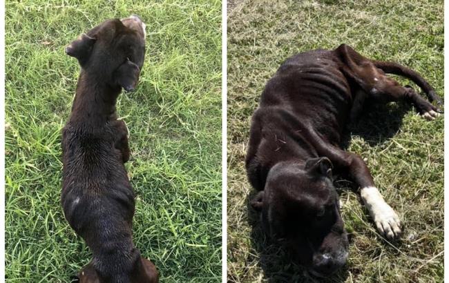 The staffordshire cross was found near Bunnings at Morayfield. 