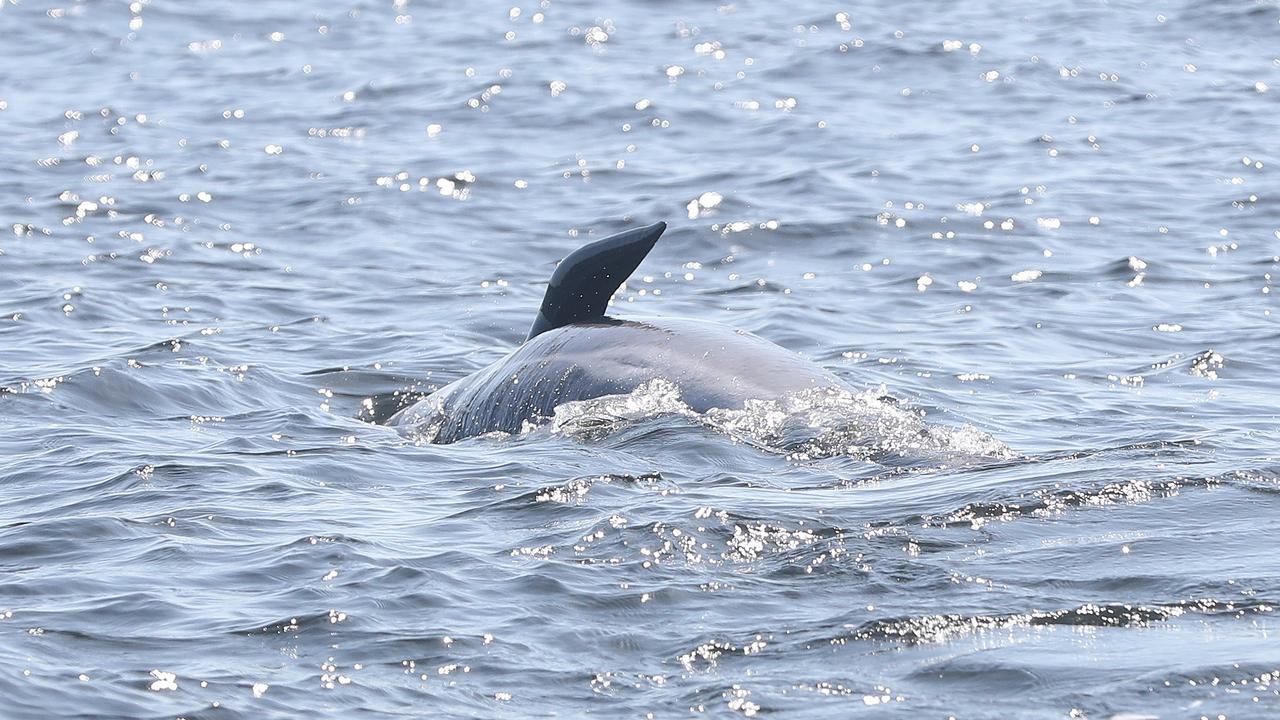 Rescue mission of surviving whales. Stranding of over 200 pilot whales at Macquarie Heads near Strahan Tasmania. Picture: Nikki Davis-Jones