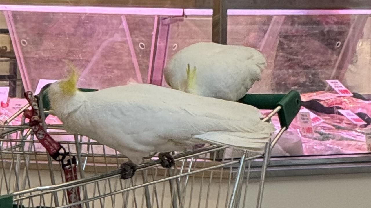 Mickey the cockatoo was rescued by local dedicated wildlife rescuer Ravi Wasan and his helpful cockatoo assistant Old Lady Doris. Picture: Supplied