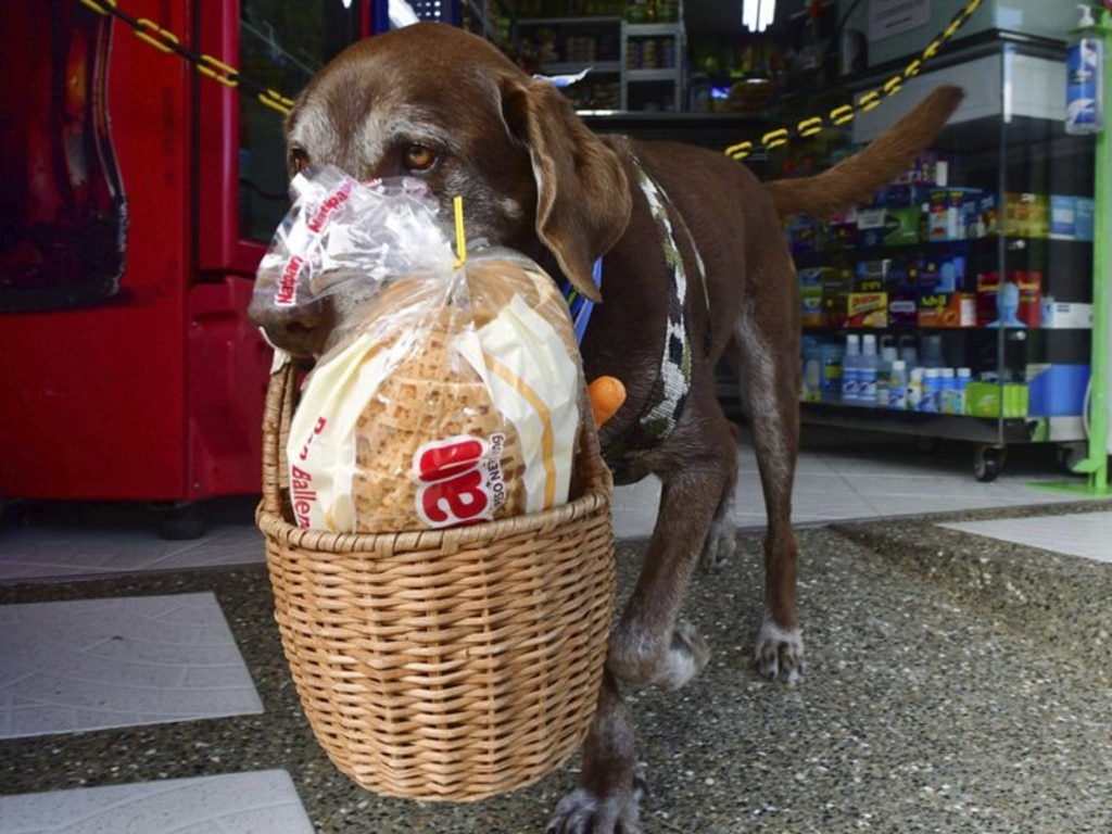 Eros carries a basket of bread from the El Porvenir mini-market as he makes a delivery on his own in Medellin, Colombia, Tuesday, July 7, 2020. The eight-year-old chocolate Labrador remembers the names of customers who have previously rewarded him with treats, and with some practice, he has learned to go to their houses on his own. “He helps us to maintain social distancing,” said Eros’ owner Maria Natividad Botero, amid the COVID-19 pandemic. (AP Photo/Luis Benavides)