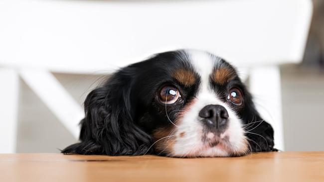 When did throwing eggs at someone’s door become a rational response to barking? Picture: supplied