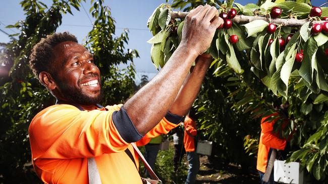 Isaac Norve from Vanuatu picking cherries last February as part of the seasonal fruit pickers program. Picture: Zak Simmonds