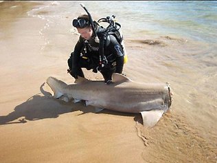 Anglers blamed after decapitated grey nurse shark found on beach at ...