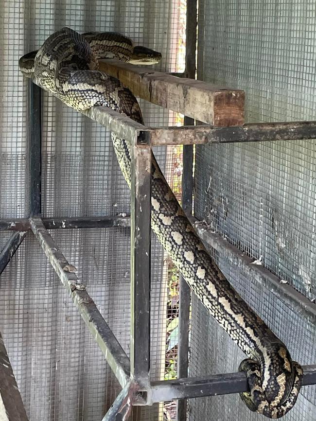 David Voss of Gladstone Region Snake Catchers removed this python that had eaten a chicken from a chicken coop in 2023.