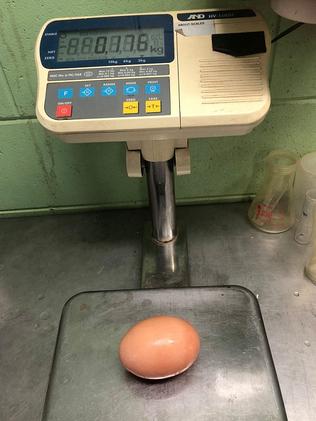 The giant egg weighs in at 176g. Picture: Stockman's Eggs