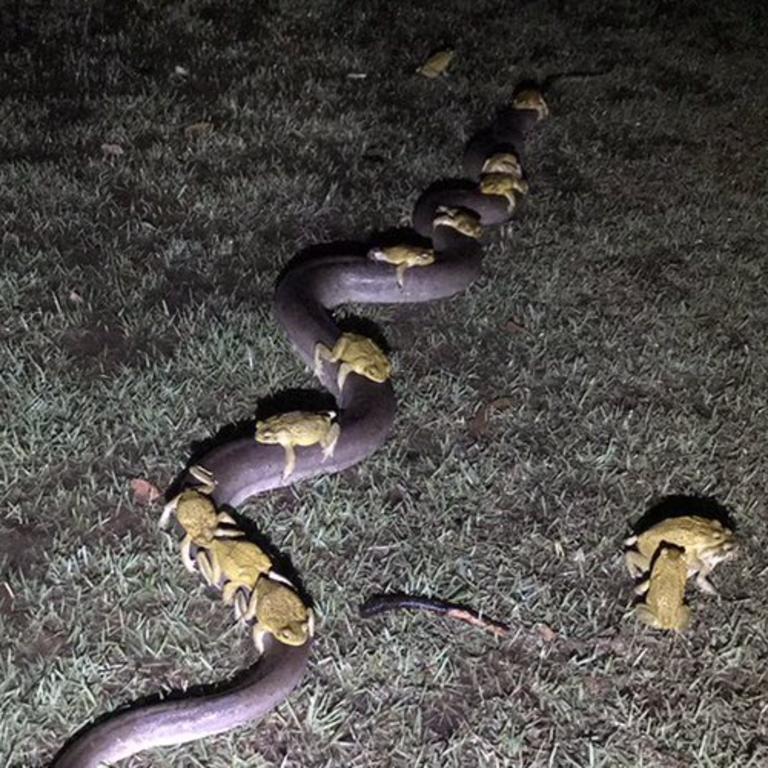 A now famous image of cane toads riding an olive python in Western Australia. The researchers did not investigate whether the toads spread across the country by riding on the backs of other animals. Picture: Paul Mock