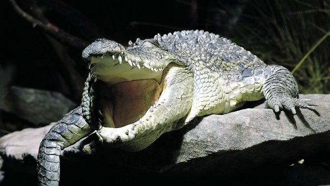 real croc