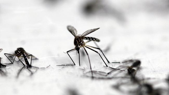 Scientists Farewell Fnq After Successfully Releasing Dengue-blocking 