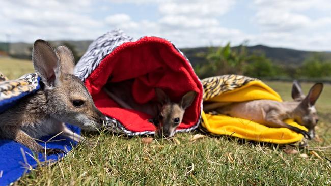 Bribie and District Wildlife Rescue, now named Wildlife Rescue Queensland, saw a vast increase in the number of wallabies and kangaroos being rescued and placed in care in 2018. 