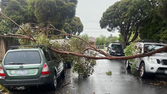 Tree down in Victoria floods. Picture: Facebook