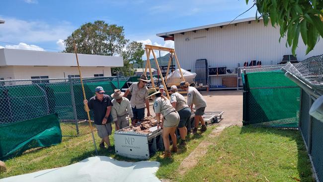 Queensland Department of Environment and Science and Queensland Parks and Wildlife Service officers releasing the captured croc into a holding pond. Picture: Leighton Smith.