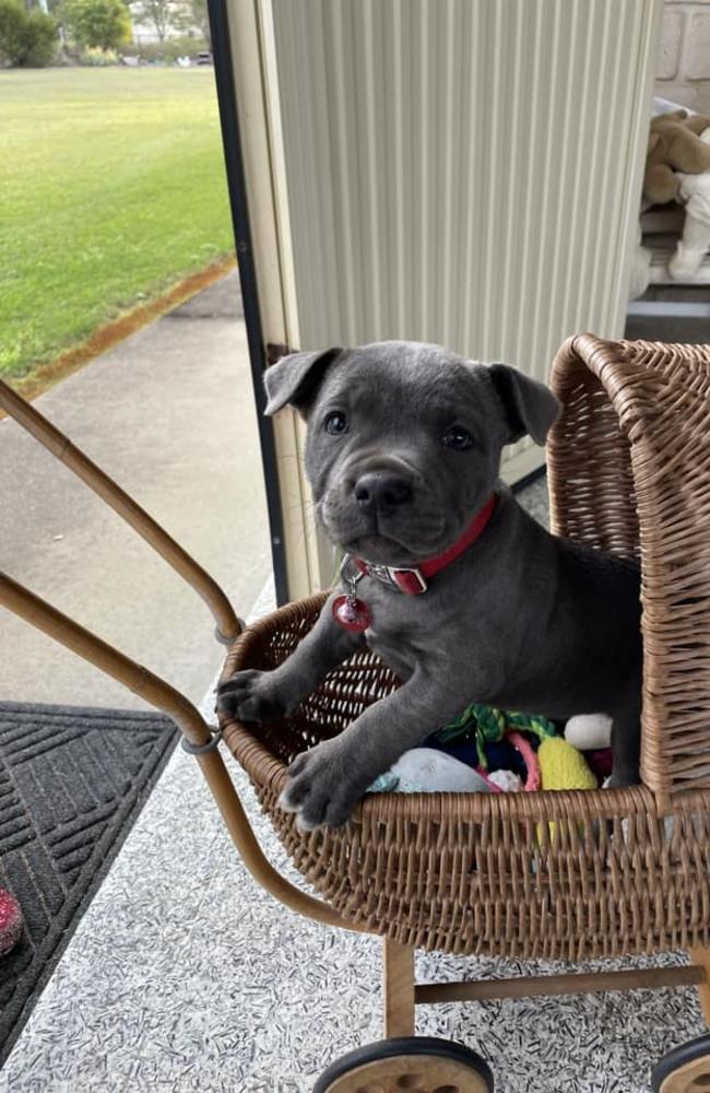 Ziva: Tammy Flocchini's 7 month old Blue Staffy