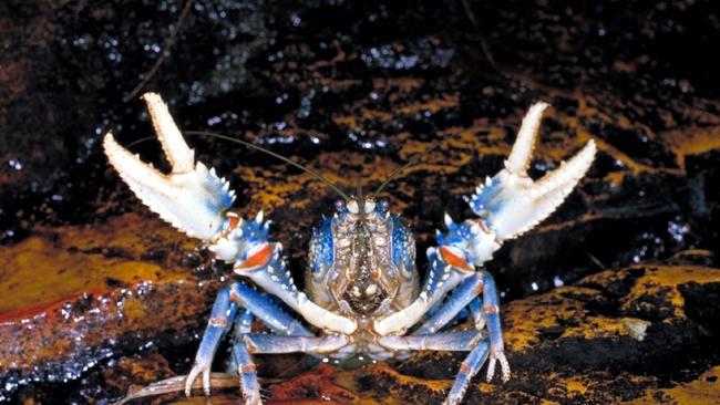 The Lamington spiny crayfish is an interesting sight!