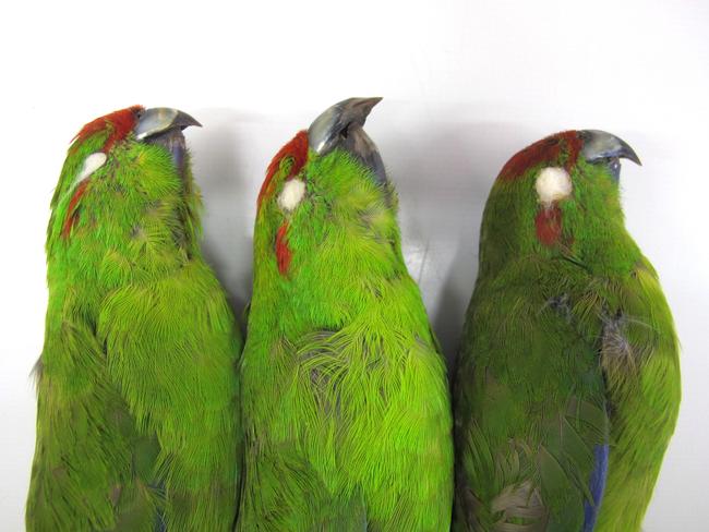 Emma Lindsay 2012, Extinct Macquarie Island Red-Crowned Parakeet (Extinction Project). , Copyright Natural History Museum London.