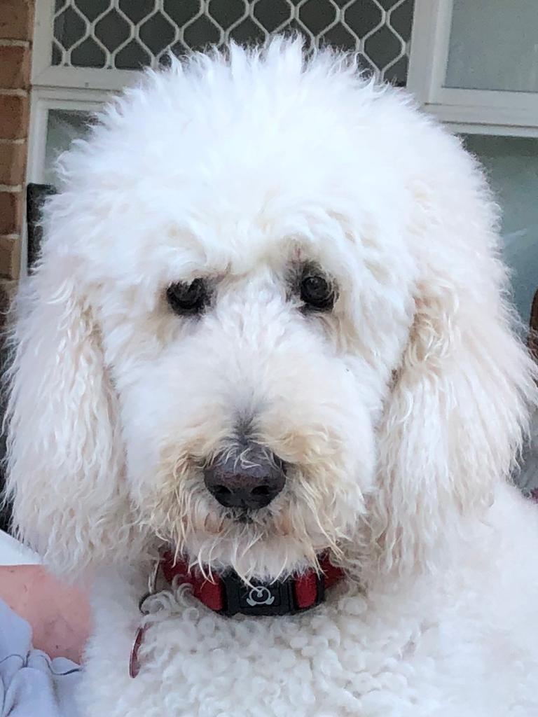 Our beautiful Rommy a standard poodle. Picture: Brian Wells