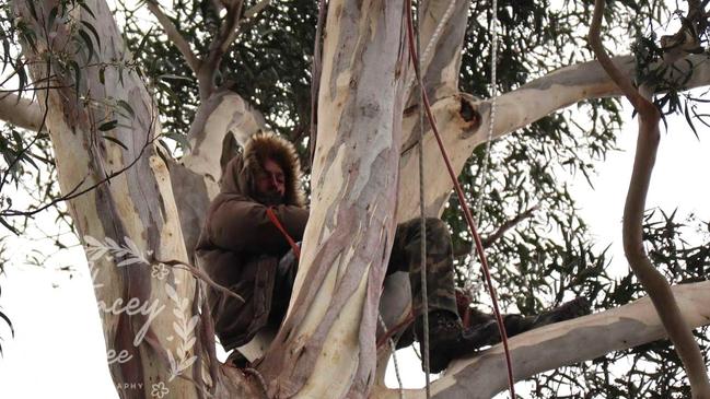 A man protesting the removal of a huge gum tree in Warburton. Picture: Stacey Clarke