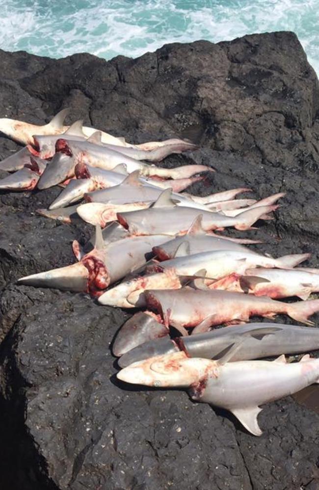 Disturbing images of a Fingal Head shark cull taken by Tweed Heads local Leila Gardener last Friday.