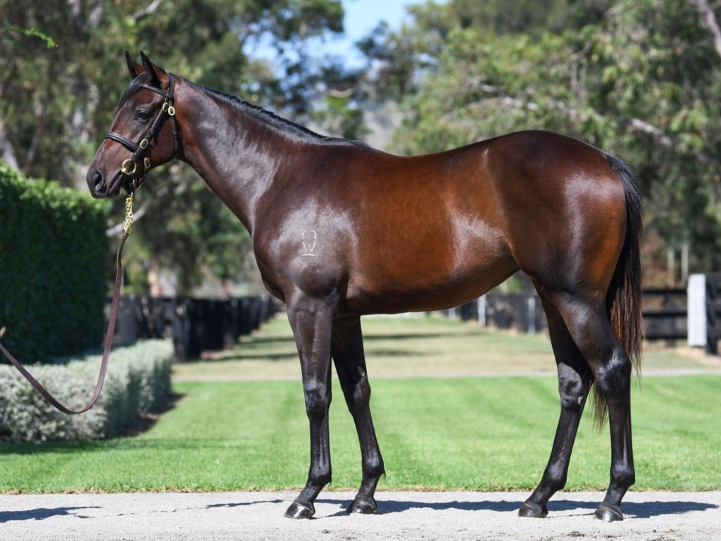 $4 million-plus? Lot 391, the daughter of Winx by Golden Slipper winner Pierro, is the highlight entry in this year's Inglis Easter Yearling Sale.