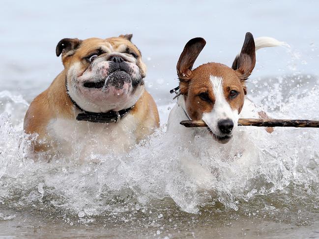 HOT WEATHER: Rosie (left), a 18 month old British Bulldog chases Milo, 2 a 2 year old Beagle x Jack Russell whilst cooling off from the unusual hot weather at Kingston Beach Picture: LUKE BOWDEN