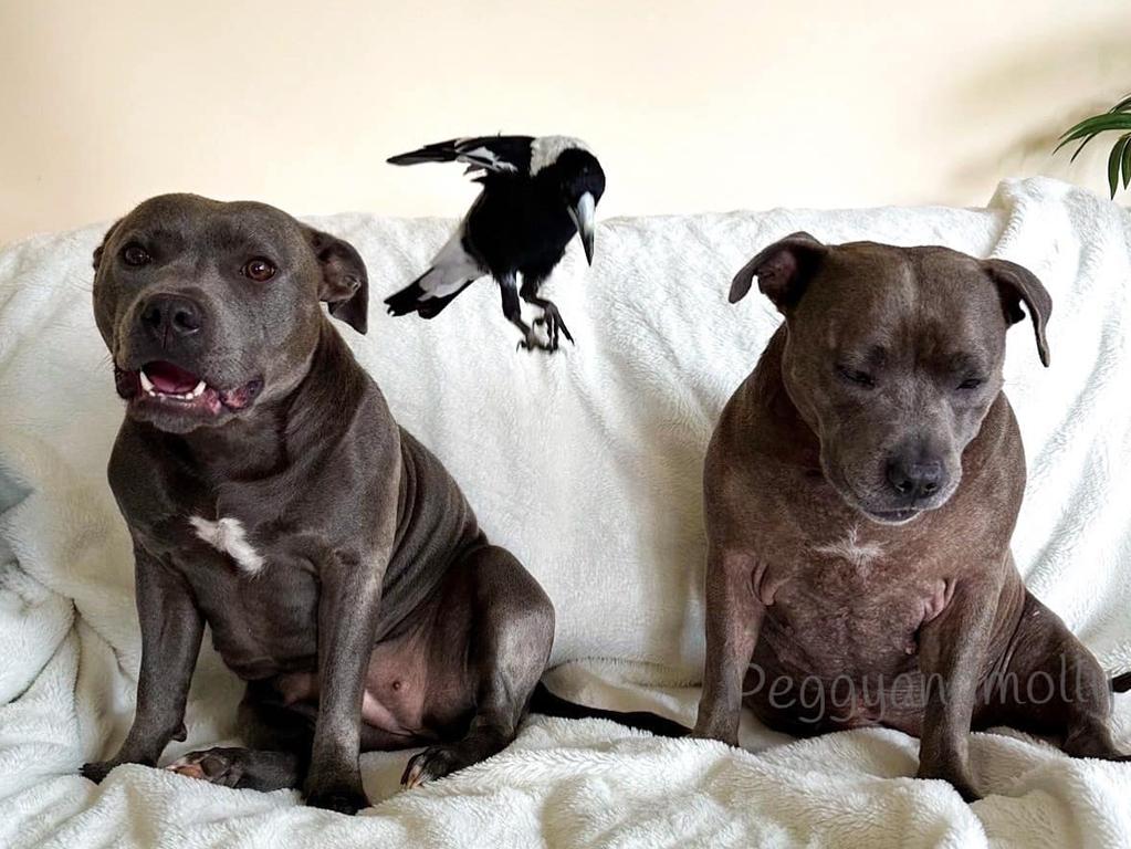 Dogs Peggy and Ruby with magpie friend Molly. Picture: Facebook / Peggy and Molly.