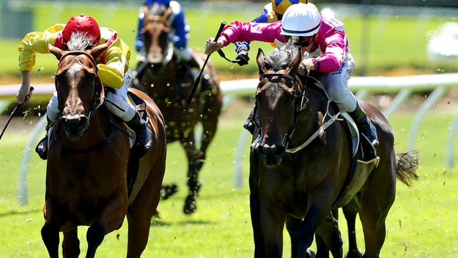 DIXIE BLOSSOMS (Pink). Picture: Gregg Porteous